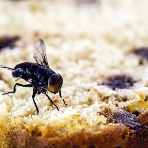 Fly traps keep nuisance flies away from food and prevent contamination