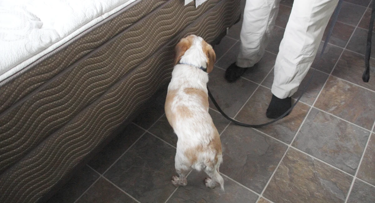 K9 dog at work looking for bed bugs