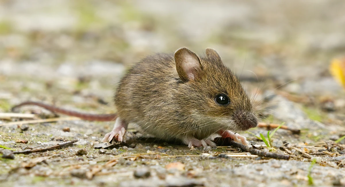 Close-up of a house mouse on the ground outside