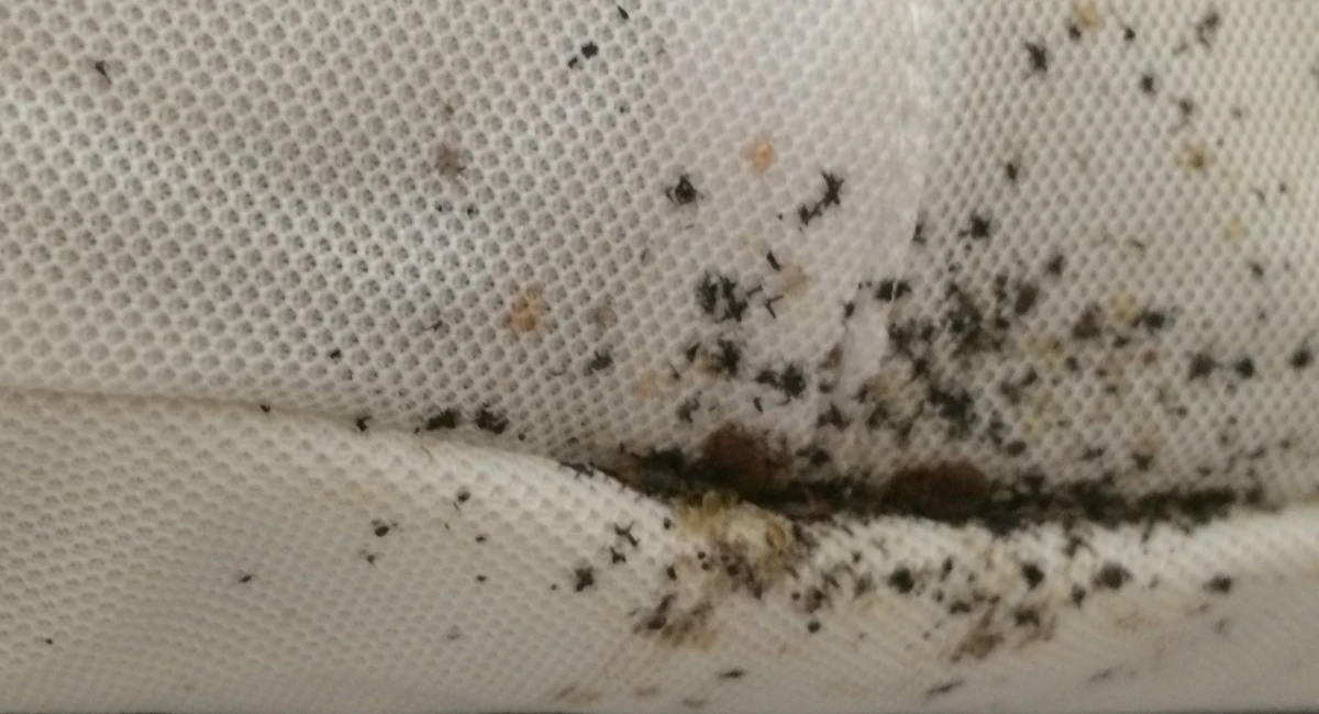 Close-up of bed bugs and their eggs on a bare mattress
