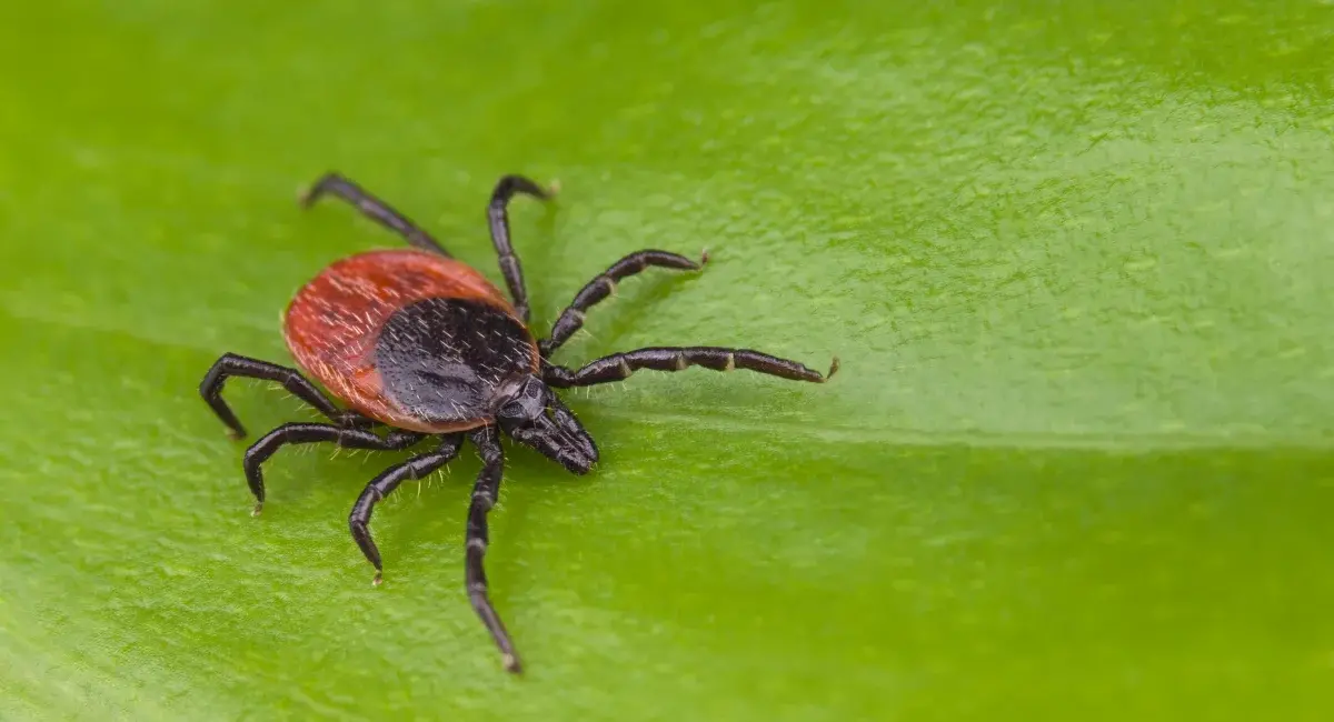 Tick on a leaf