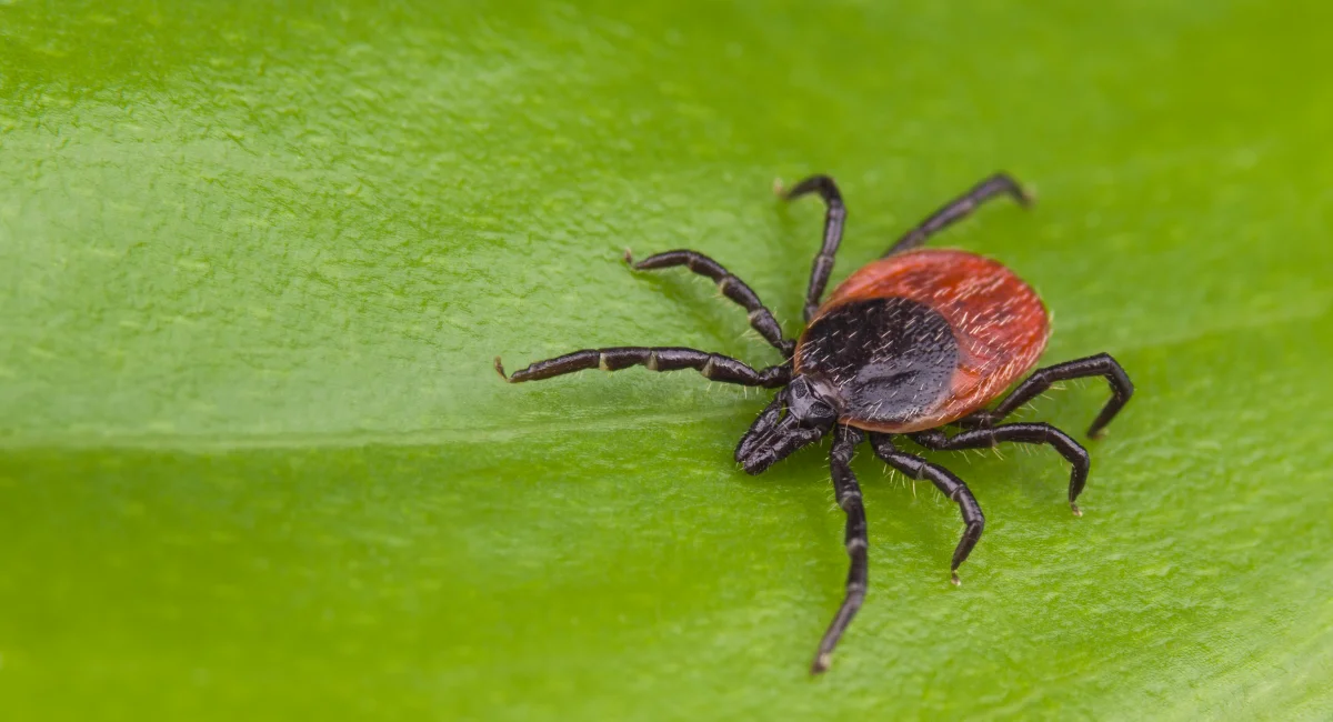 Tick on a leaf