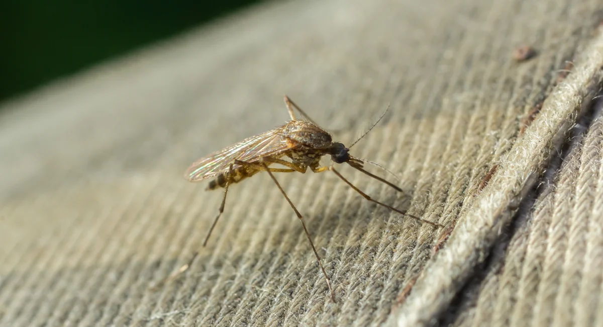 Close up of a common house mosquito