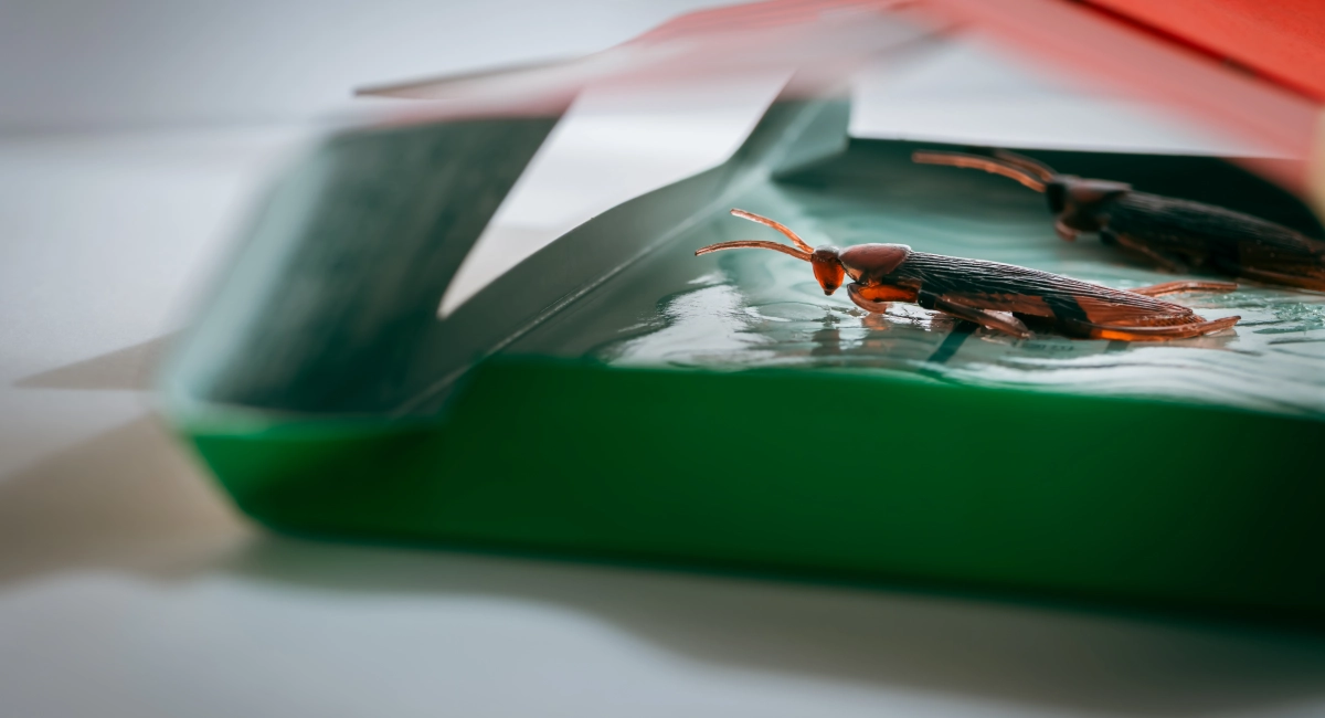 Cockroach bait can catch individuals but not stop an infestation