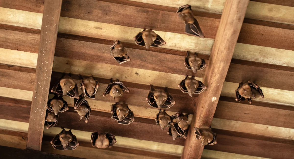 Bats hanging on roof beams