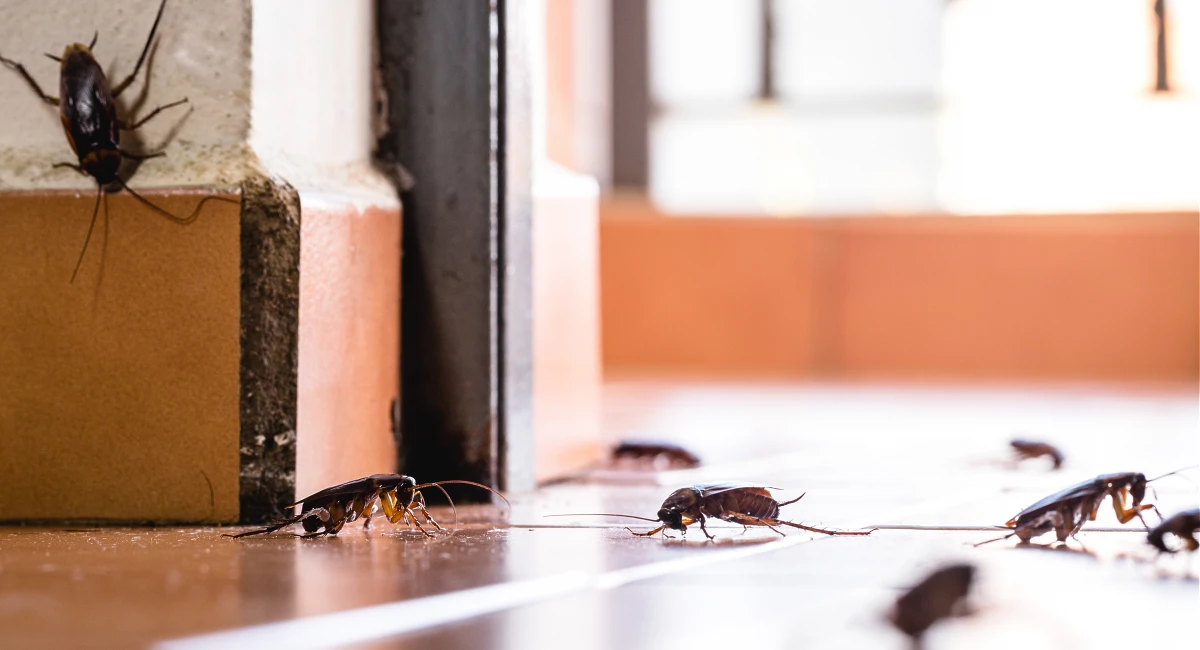 Roaches crawling on a kitchen floor