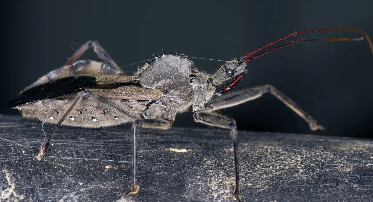 The Wheel Bug can inflict a nasty, but non-toxic, bite