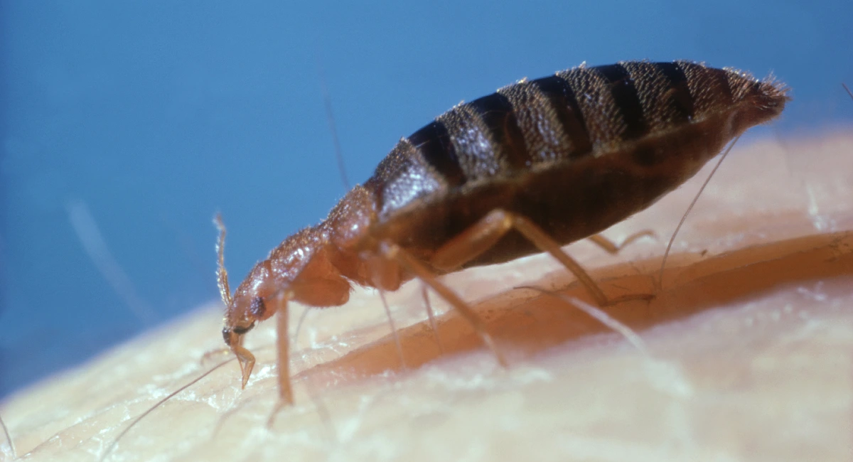 Bed bugs can consume a significant amount of blood in one sitting