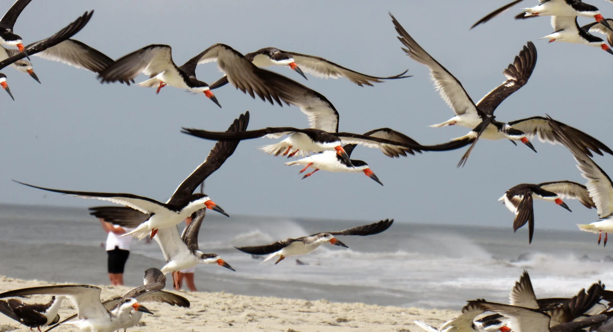 Gulls in New Jersey can be aggressive