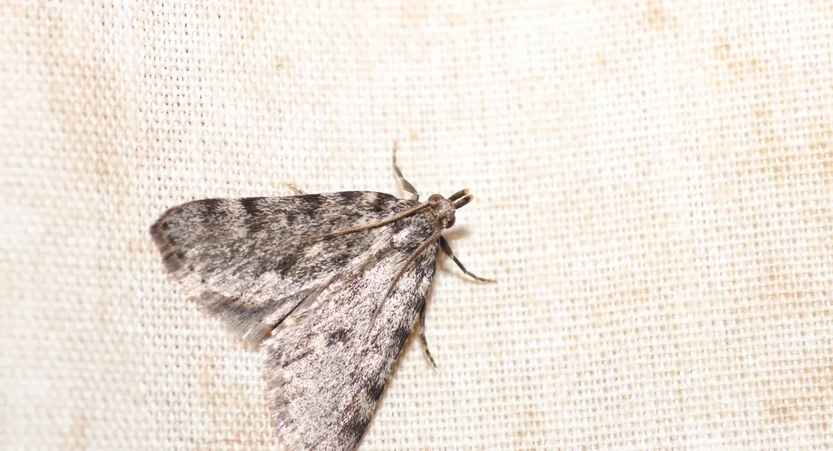 Moth