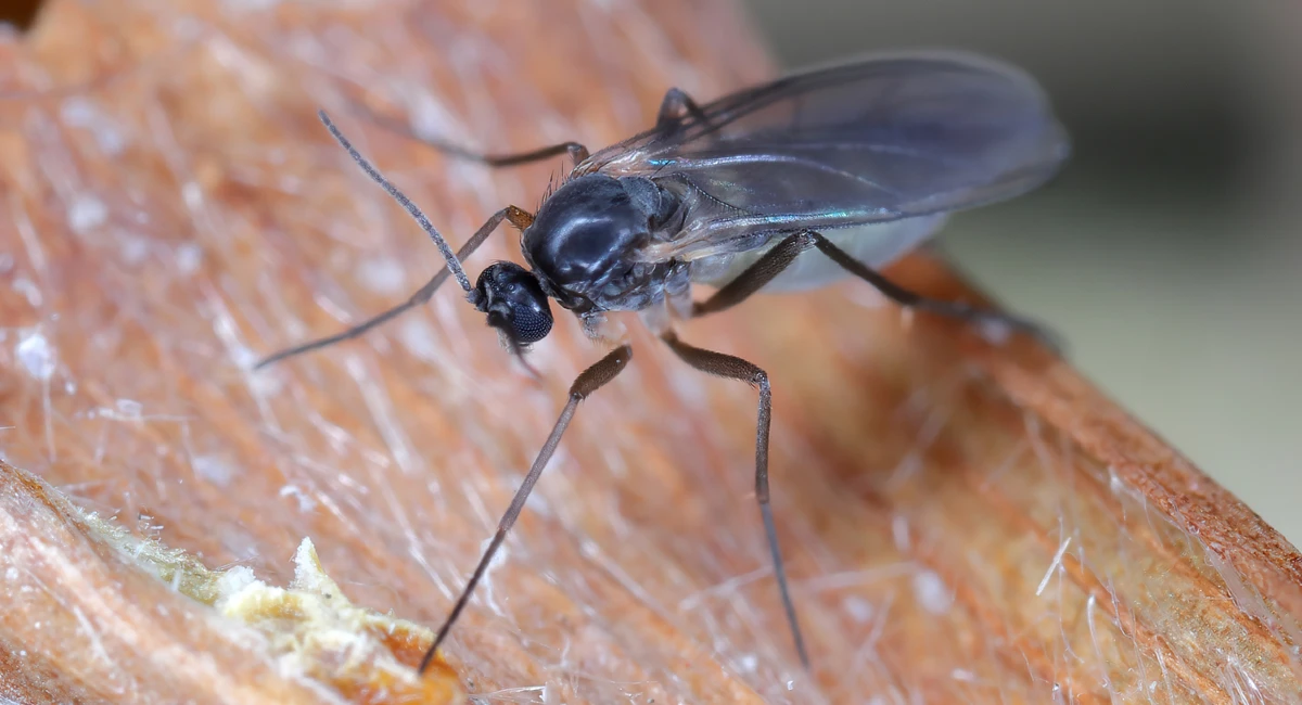 Close up of a gnat 