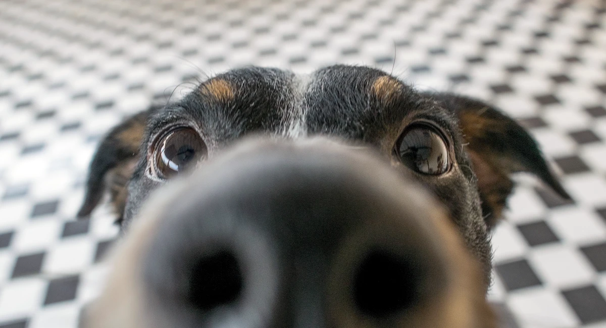 K9 detection dogs help sniff out pests