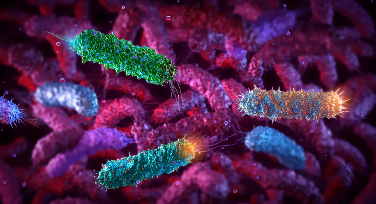 E. coli bacteria can be dangerous for vulnerable patients