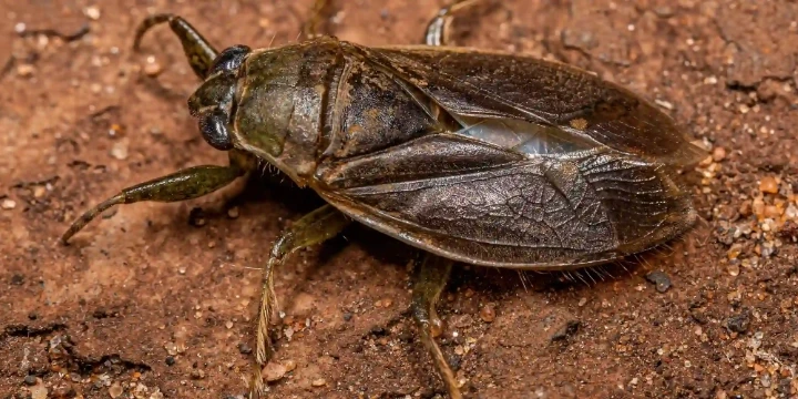The giant water bug is sometimes referred to as a swimming cockroach