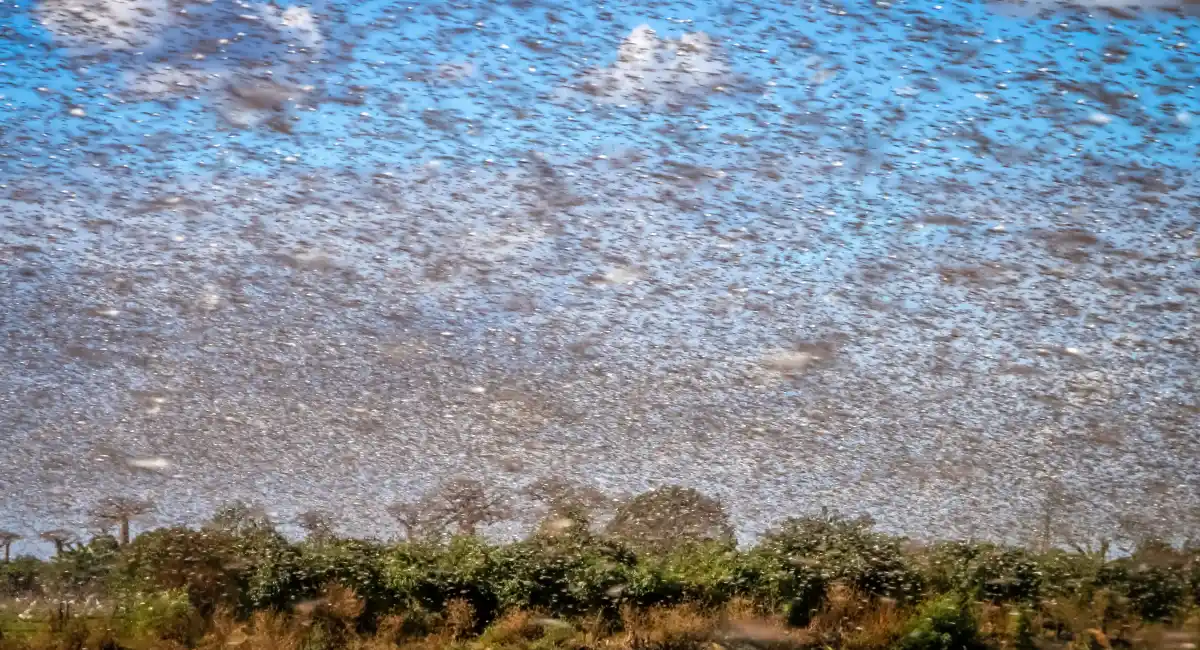 swarm of locust