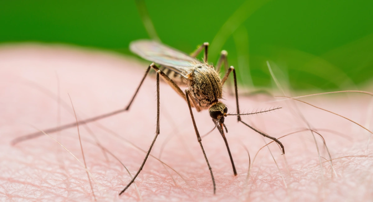Mosquito biting skin