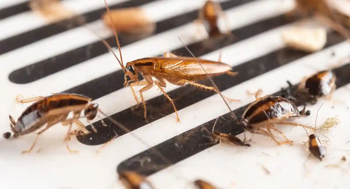 Sticky traps help with monitoring cockroach activity