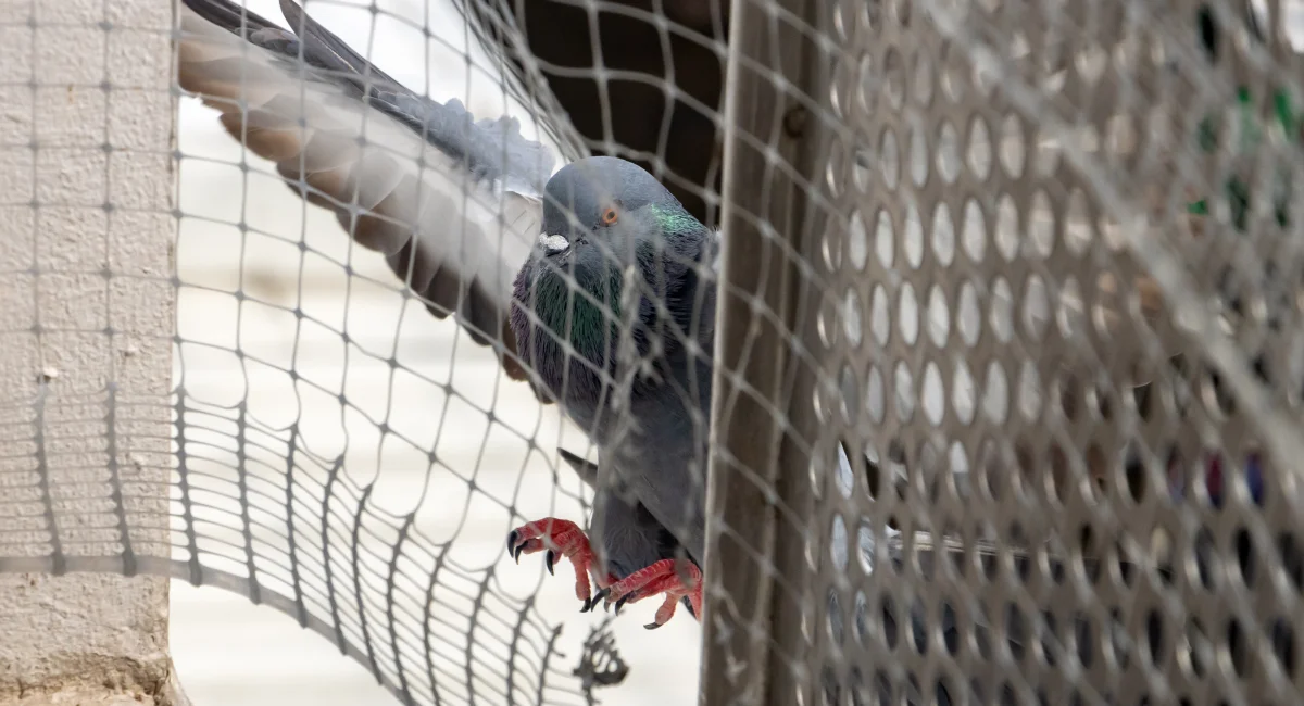  A pigeon flies on the balcony of a house protected by a protective mesh 