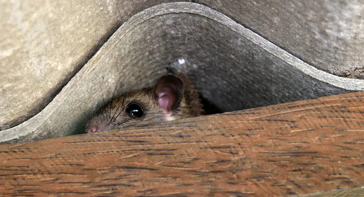 A rat hid in the space between the wooden beam and the roof tiles