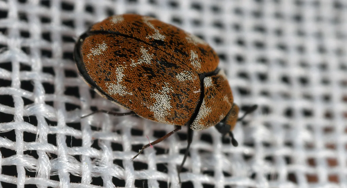Close-up of carpet beetle shell