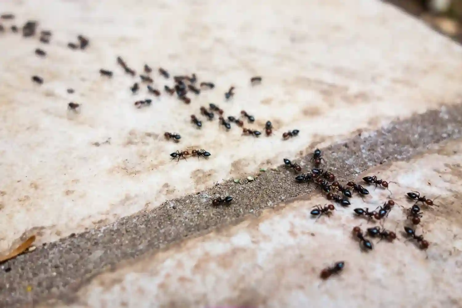 ants