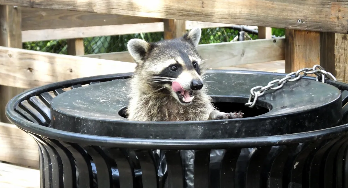 Racoon in trash can