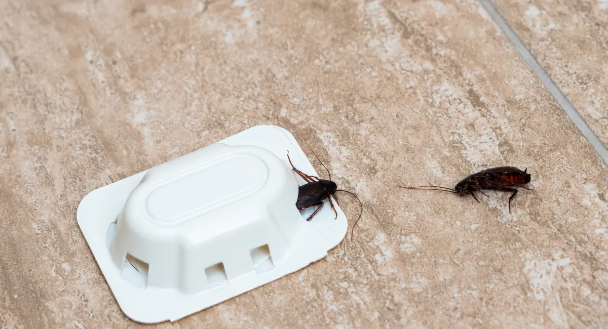 Placement is crucial to capture roaches