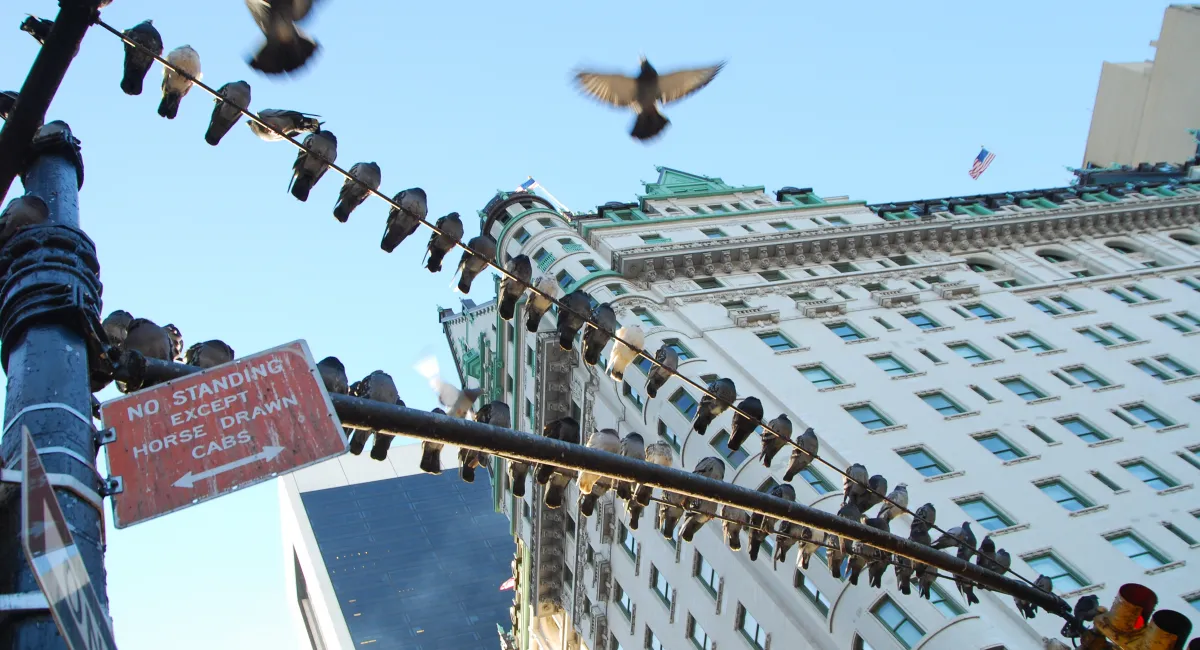 Pigeons take flight in New York City