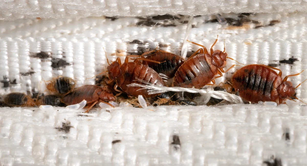 Bed bug outbreaks can be a major problem for commercial businesses
