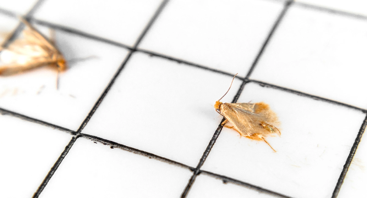 webbing clothes moth