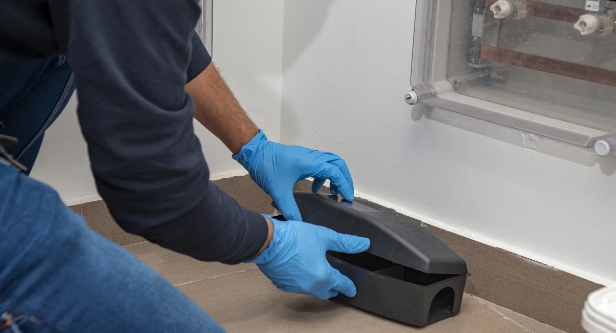 technician installing rat trap