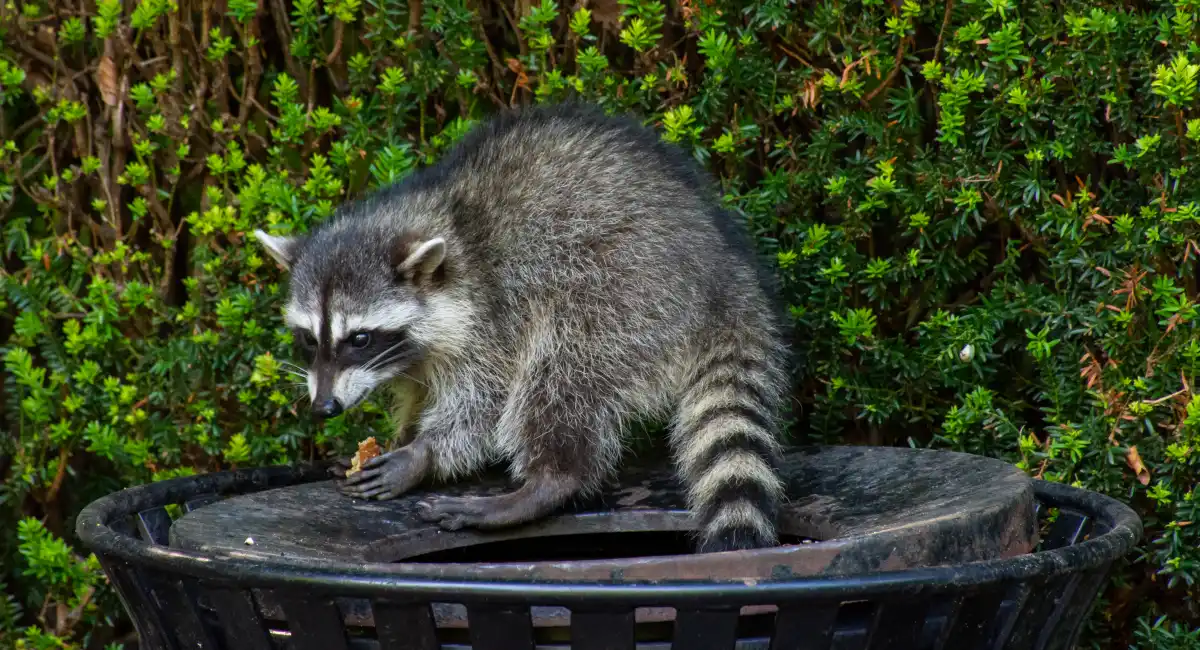 Raccoon eating garbage from a trash can
