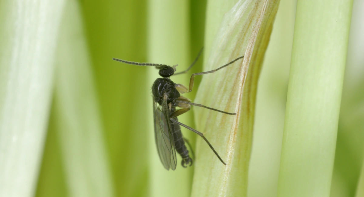 Close-up image of a fungus gnat on a piece of grass