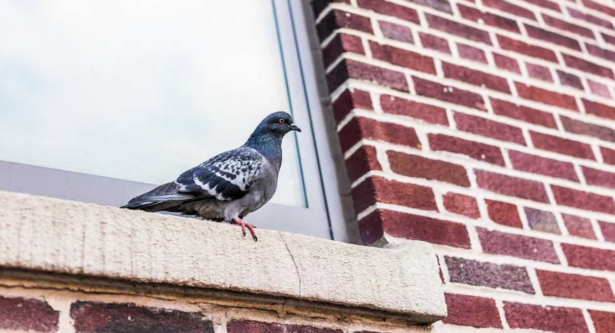 Bird droppings damage properties and spread disease