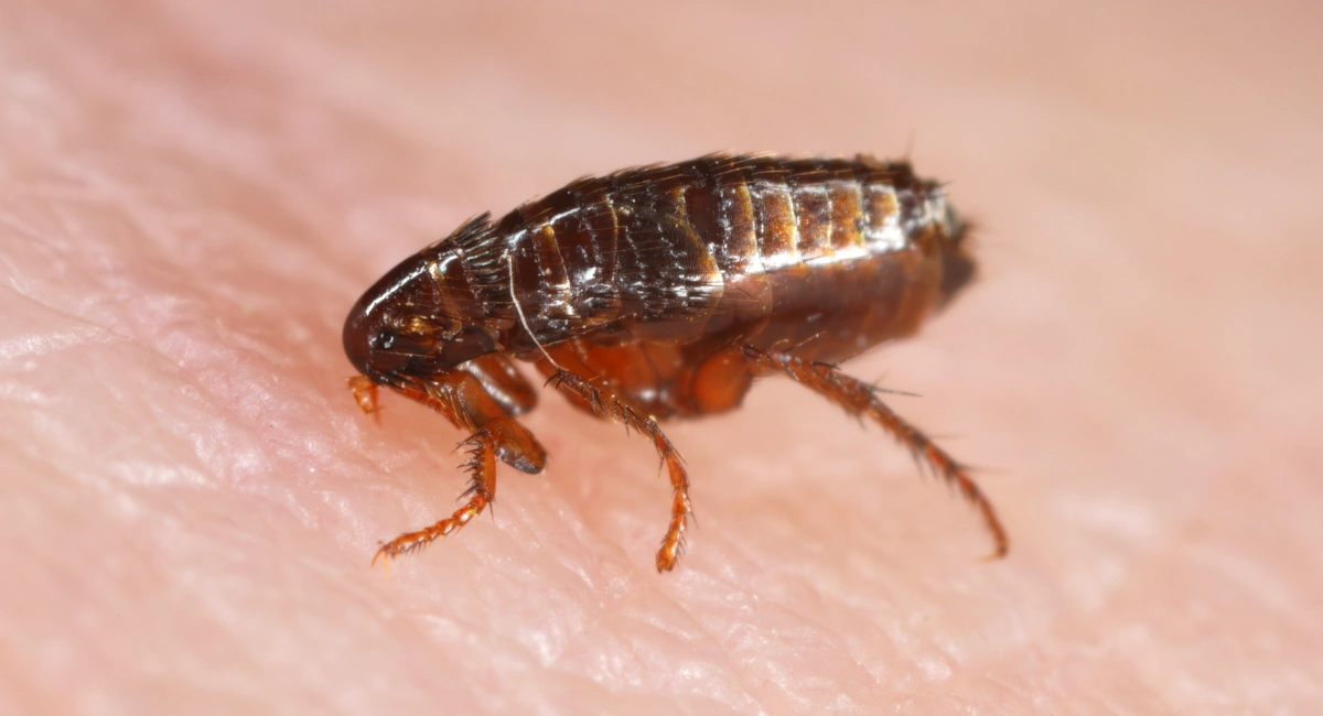 Close-up of what a flea looks like on human skin