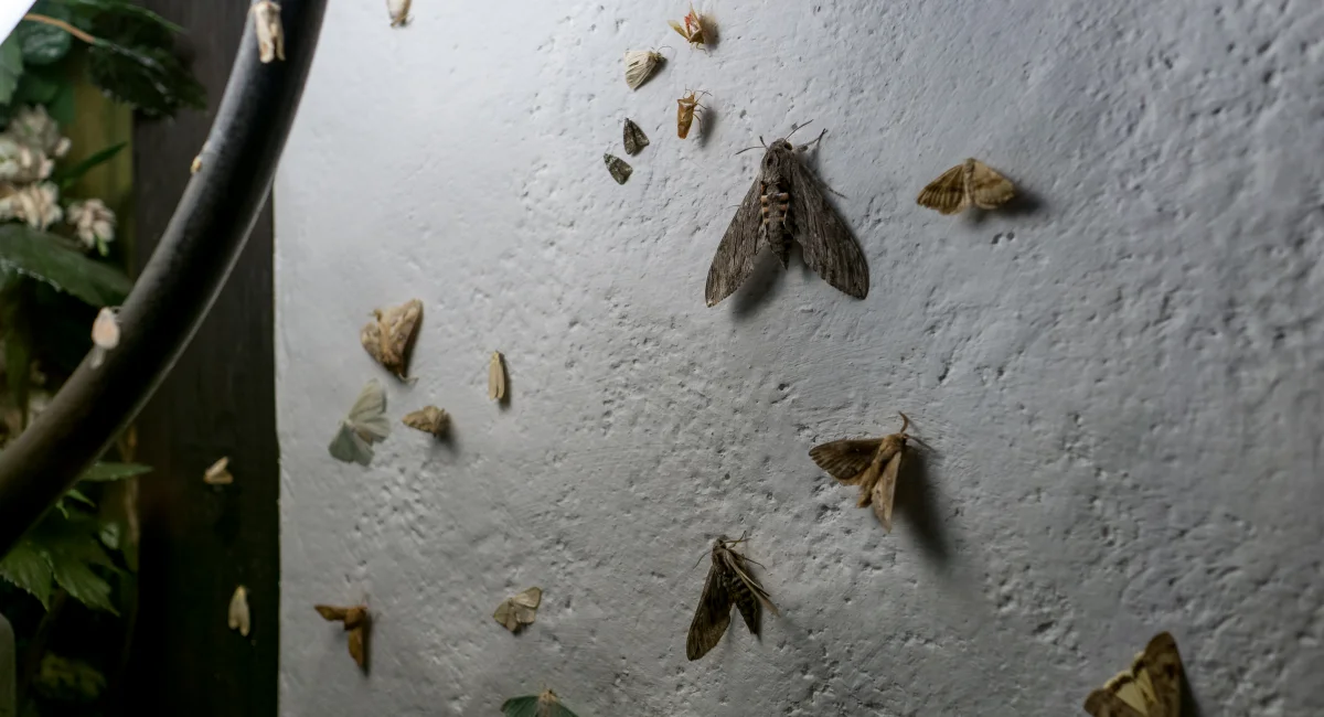 Loads of moths resting on a wall