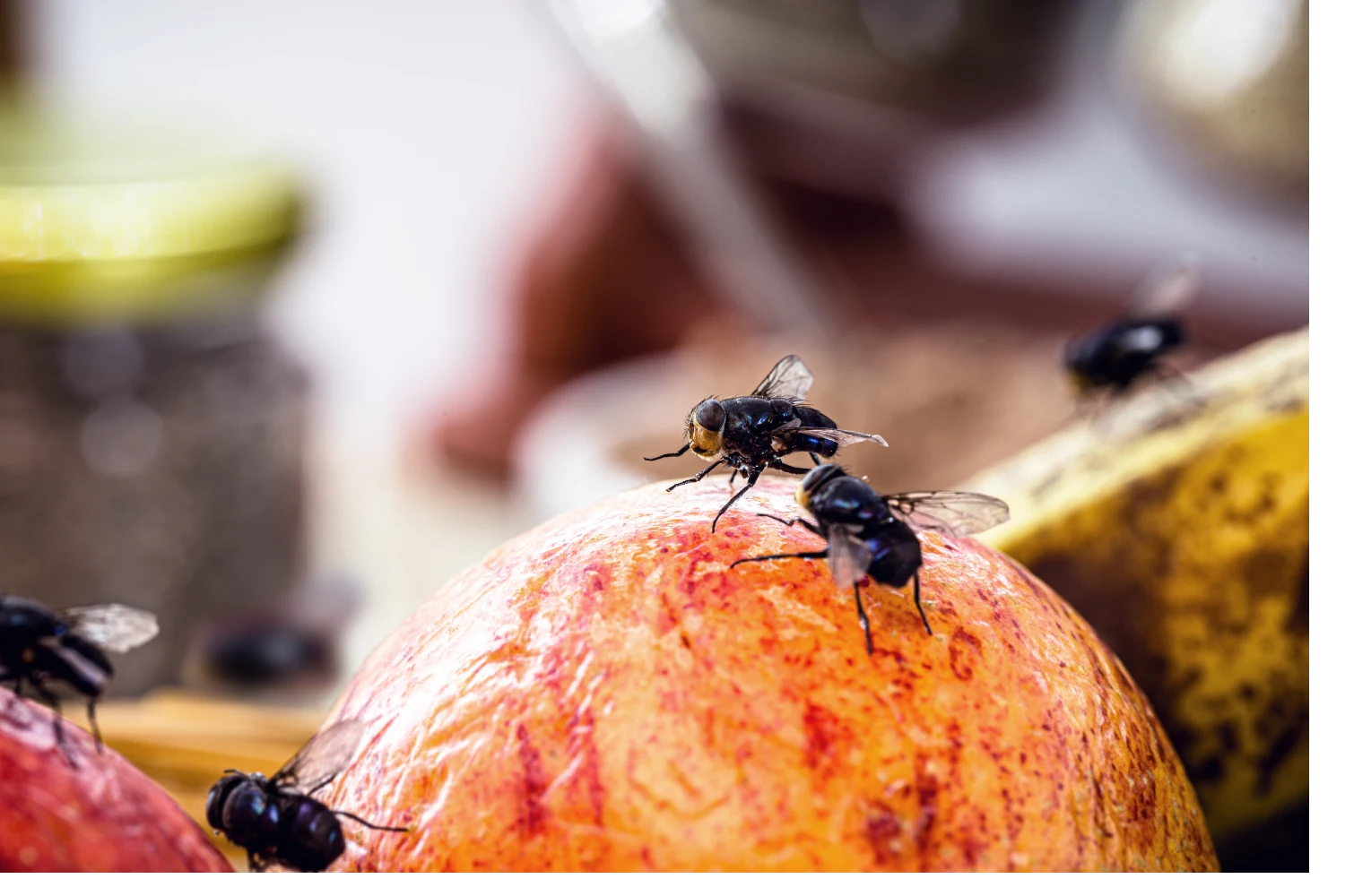 House flies on spoiled apples and bananas