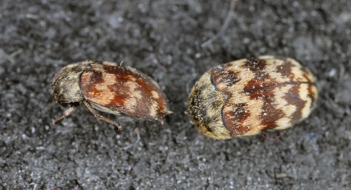 carpet beetle on soil