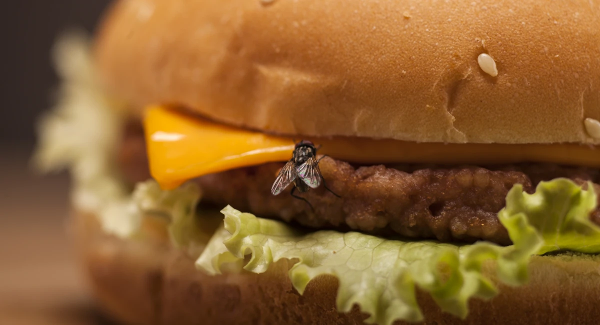 A fly on a burger with cheese