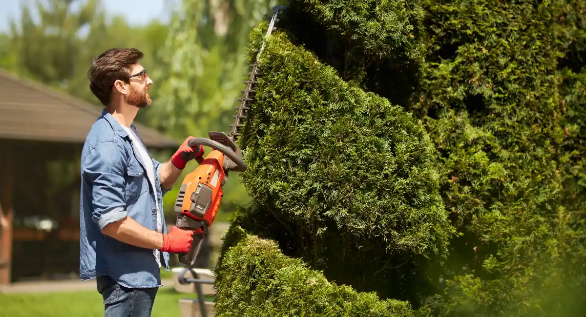 Gardener trimming hedge with power tool