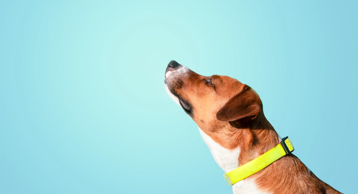 A sniffer dog at work