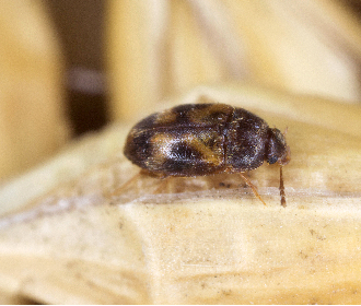 warehouse beetle on grain