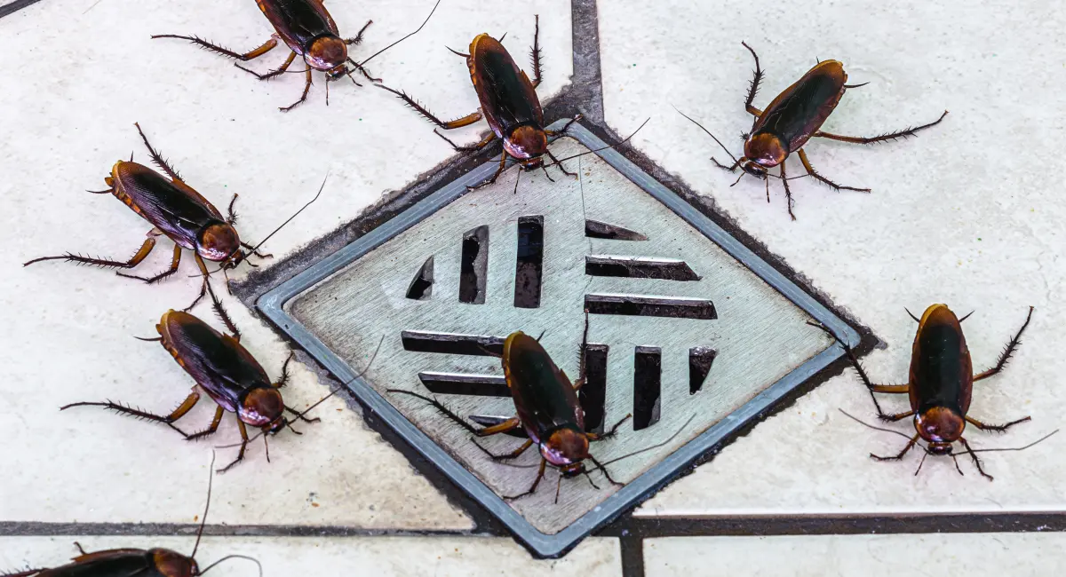 multiple cockroaches around dirty drain