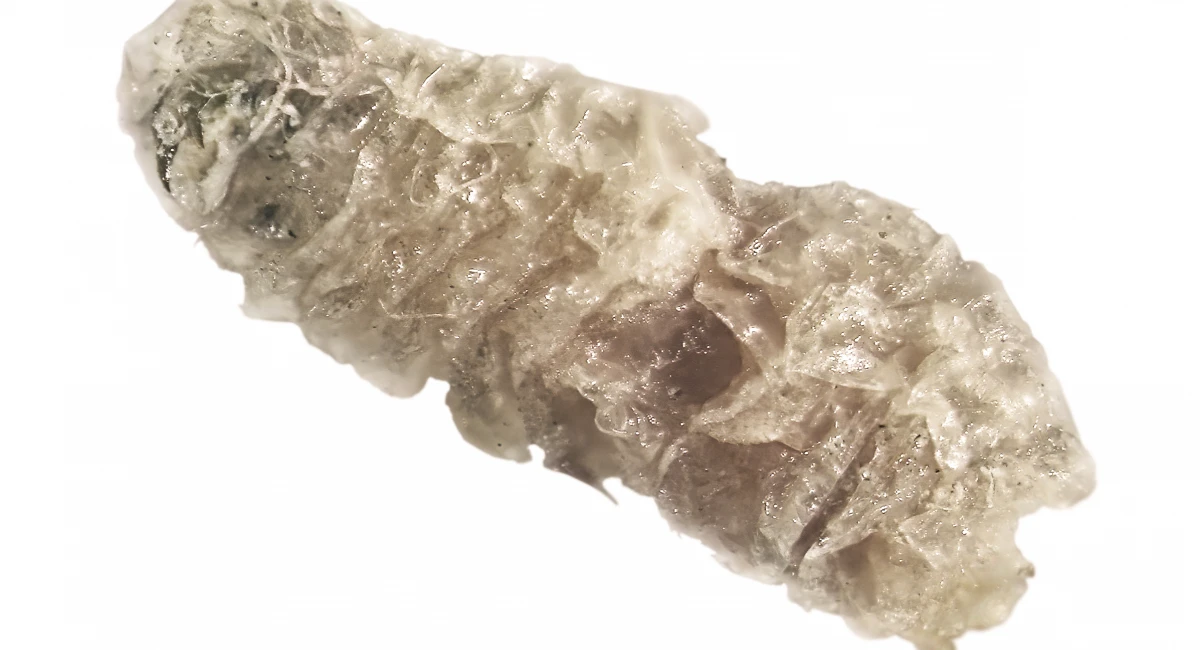 flea pupae