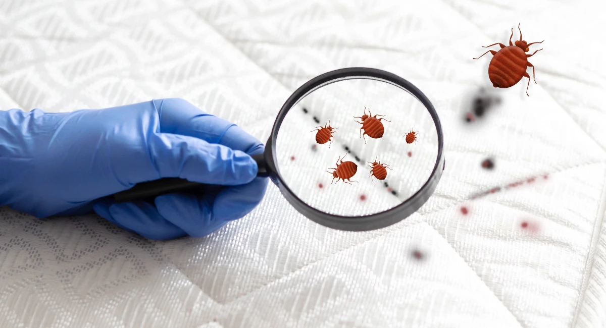 Bed bugs are excellent and hiding and avoiding detection