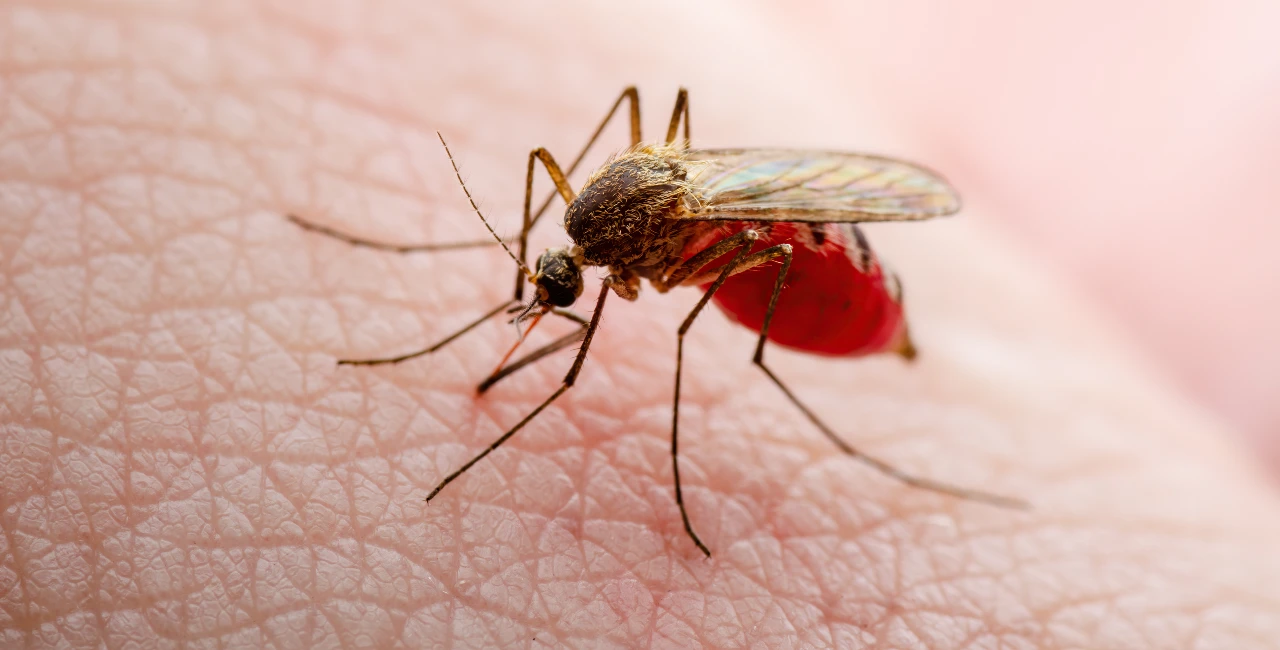 Mosquito biting on skin
