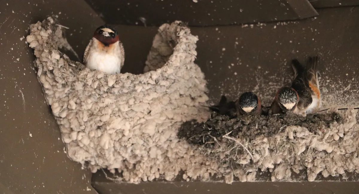 Sparrows nesting on the side of a building