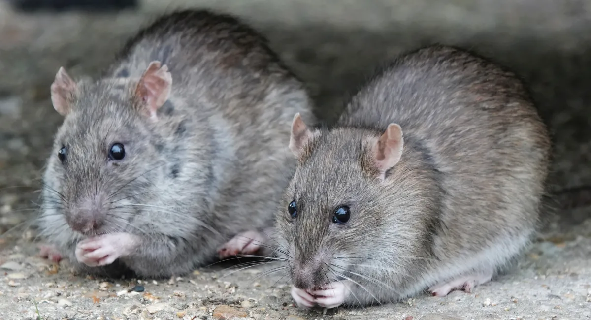 Close-up of two Norway rats eating on the ground outside