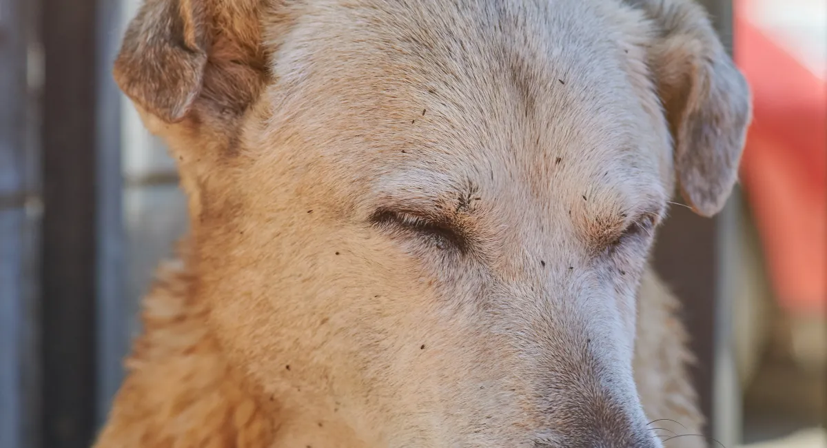 Flea lifeon dogs headcycle