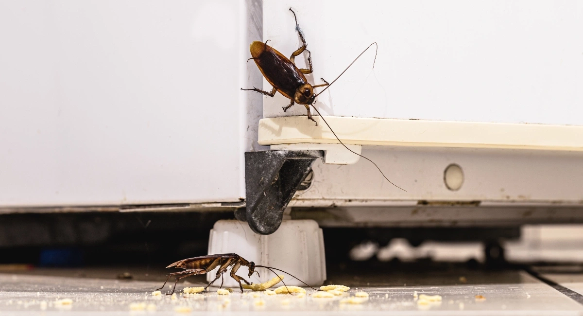Much like other insects, cockroaches are attracted to crumbs and waste food.